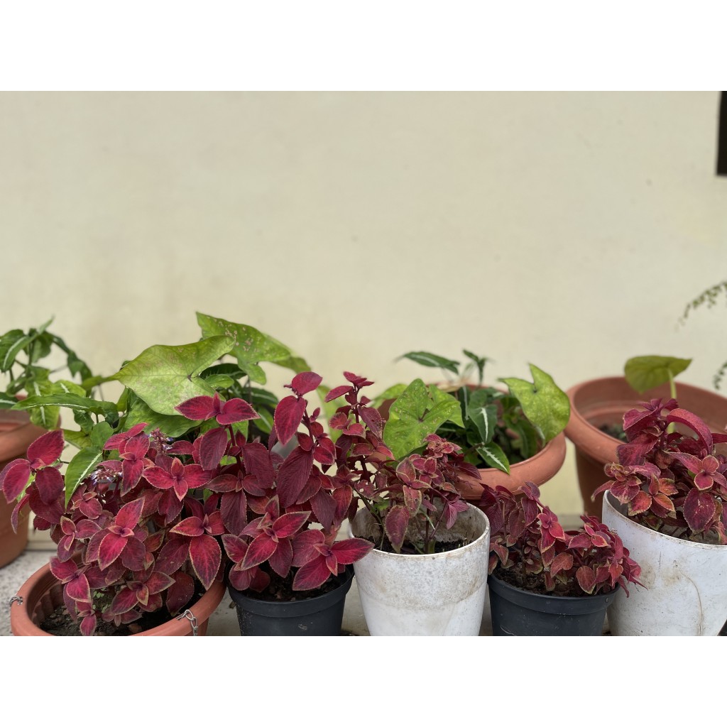 Tanima Event Center Lagos | Indoor Wedding Venue with Parking & Accessibility