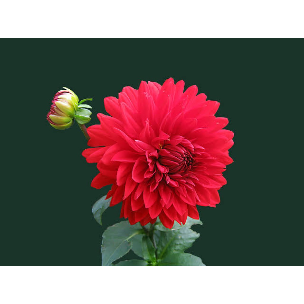 Andrew Digital Fotos & Video Production Ughelli Wedding Photo & Video Services